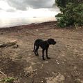 Pauvre chien à la patte cassée errant sur une plage
