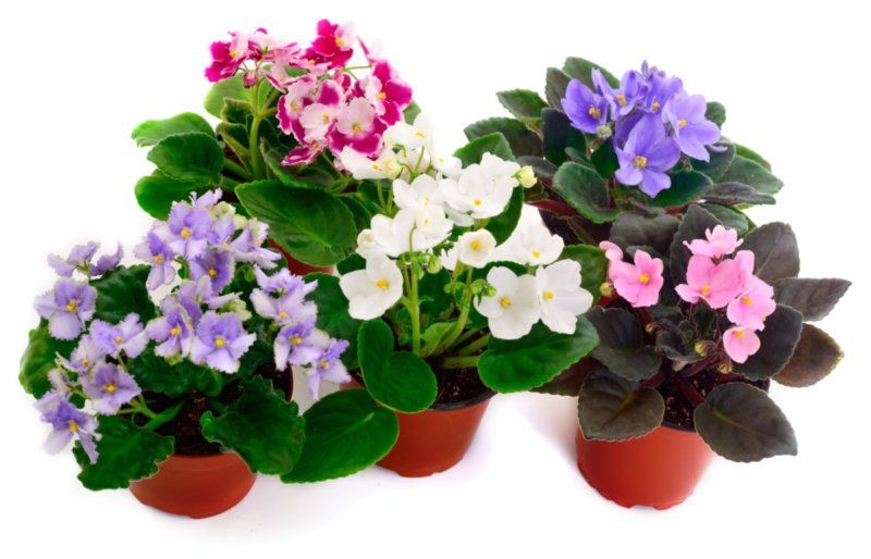 Saintpaulia_Streptocarpus_african-violet_Gesnériacées_Galyna_AdobeStock_293780840-e1577136412398