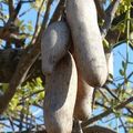 Le Botswana : immersion dans le delta de l'Okavango 5