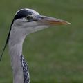 AVES - HERON Cendré - Ardea Cinera