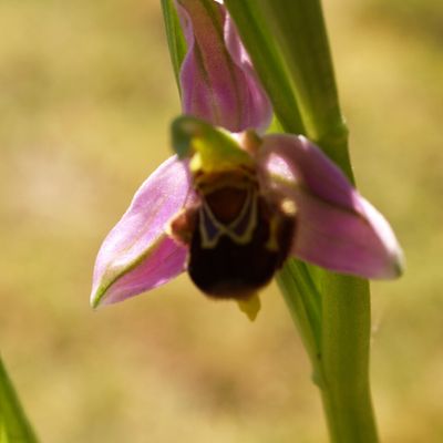 Orchidée naturelle de mon jardin