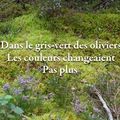 dans le gris-vert des oliviers