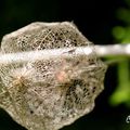 Amour en cage ....... le Physalis