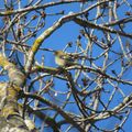 Oiseaux d'hiver - 3