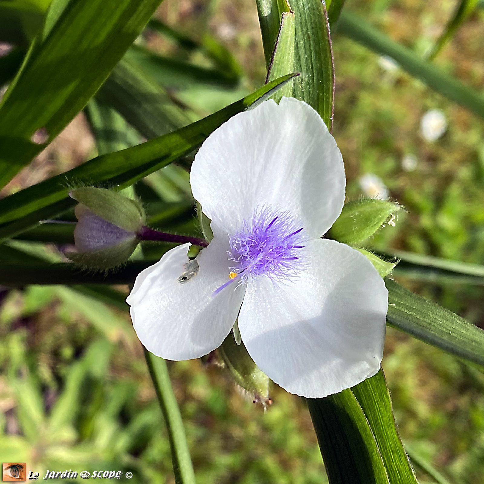 Éphémère de Virginie • Tradescantia andersoniana 
