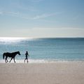 Un cheval à la plage