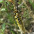 Ascalaphe (Libelloides) ailes repliées