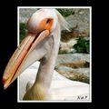 Un pelican 