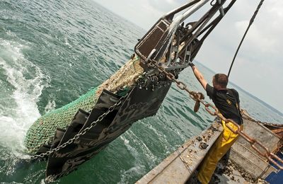 La moule sauvage de Barfleur, née et grandie naturellement en pleine mer