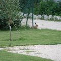 le lièvre est de retour