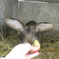  mes lapins en forme!!trop gentil mon "guigui"c'est vrai qu'il a de grandes oreilles!! 