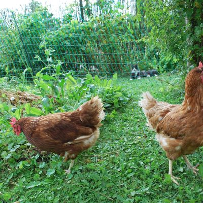 Des copines pour Grisette 