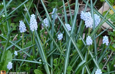 Une récente variété de muscari aux fleurs bleu-clair...