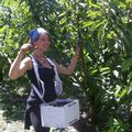 La cueillette des cerises : cherries fruitpicking