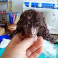DIY Wigs : une perruque en "Teeswater" pour ma FID Iplehouse