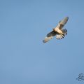 Faucon crécerelle (Falco tinnunculus)