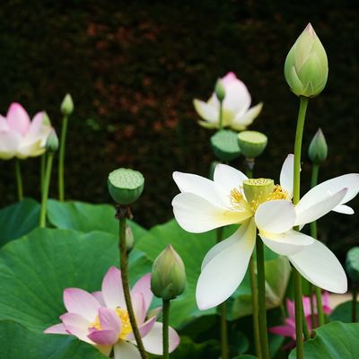 Le Comte de Montecristo