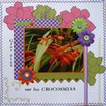 Les crocosmias