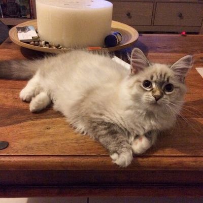 Jade des Monts Bourbons