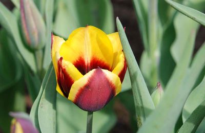 Tulipa 'Gavota'