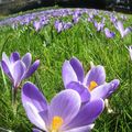 Crocus et jonquilles au parc Oberthür à Rennes le 5 mars 2015 (4)