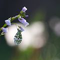 Papillons d'avril