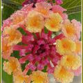 Lantana