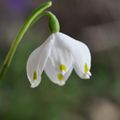 Nivéoles et jonquilles