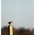 Rouge-gorge (Erithacus rubecula)