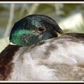 Le canard colvert