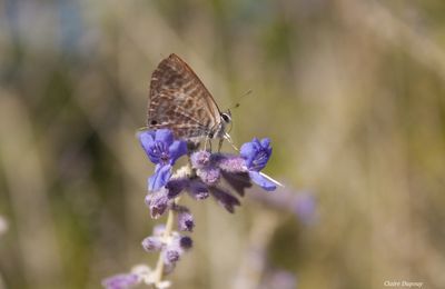 Promenade au jardin (Azuré sur fleur de sauge d'Afghanistan, repos de l'Azuré, Lys roses)