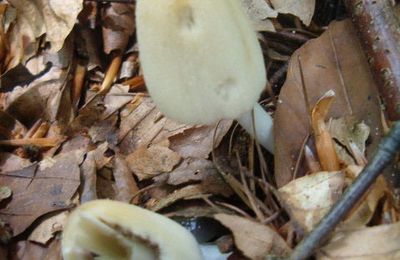 Les bois se repeuplent en champignons