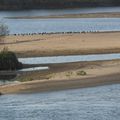 Bord de Loire.