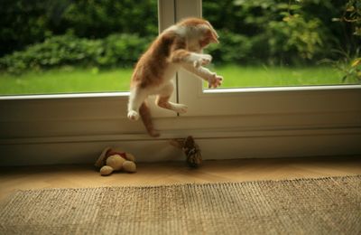 NINJA CAT OU EXERCICE DE LEVITATION ???