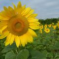 Une fleur, une histoire