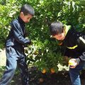 Cake au jus d'oranges et de citrons et aux fraises... l'activité du temps d'accueil des enfants et des jeunes à Ourika Tadamoune