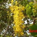 Golden Shower Tree in bloom for  Vishu . 