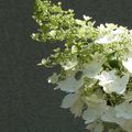 LE BOUQUET DU VENDREDI...