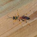 Sceliphron caementarium