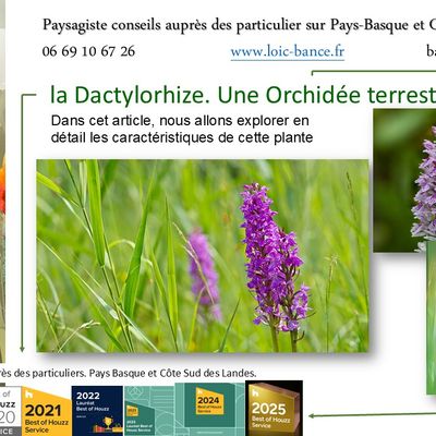 la Dactylorhize. Une Orchidée terrestre par Paysagiste Pays Basque et paysagiste Landes.