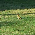 Une petite visite dans mon jardin