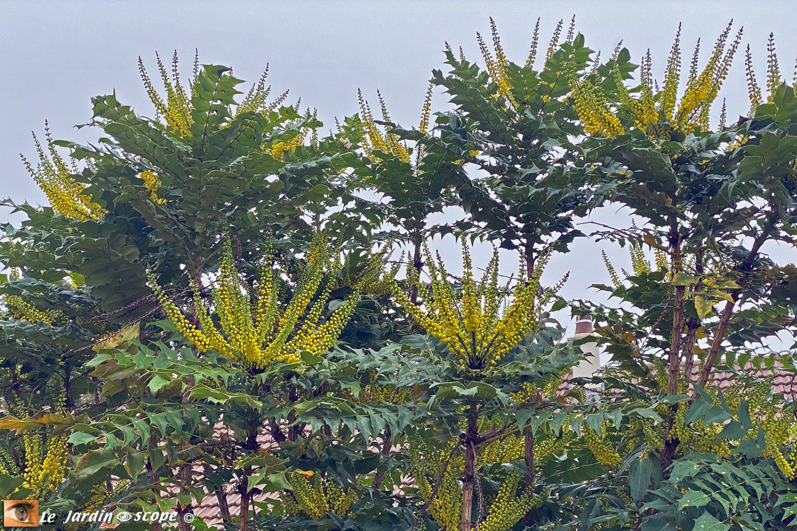 Mahonia x winter sun
