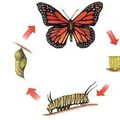 Les cycles de la vie des insectes