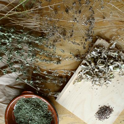 Récolte des graines du jardin