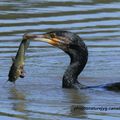 CORMORAN et poisson chat