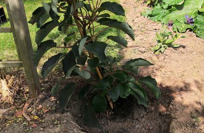Plantons un actinidia (un arbre à kiwi) 