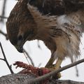 Red-tailrd Hawk eating a squirrel