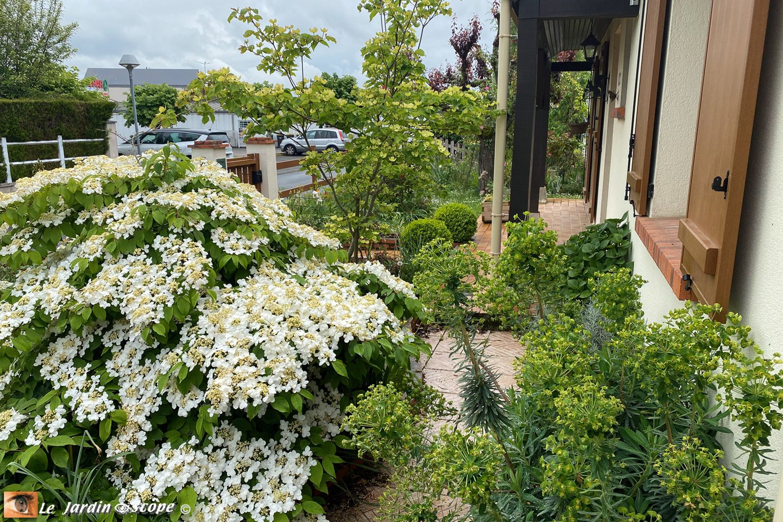Viburnum plicatum Mariesii