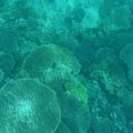 Le platier de corail