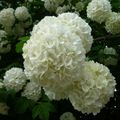 LE BOUQUET DU VENDREDI...